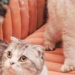 A Day in the Life of Olivia Benson: Taylor Swift’s Feline Companion