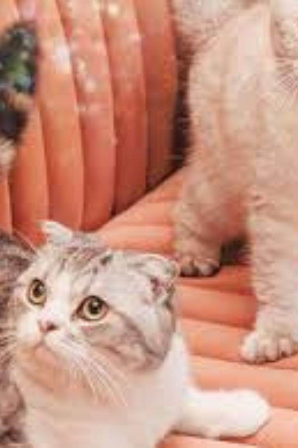 A Day in the Life of Olivia Benson: Taylor Swift’s Feline Companion